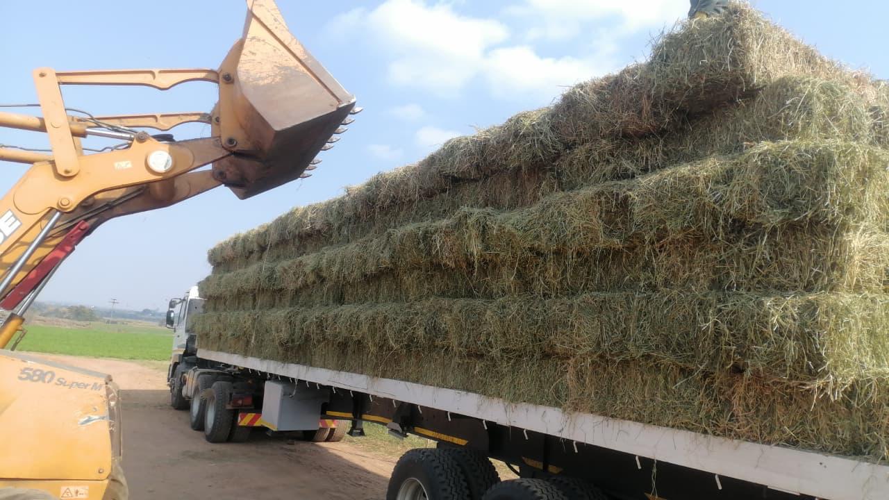 Loading lucerne for despatch