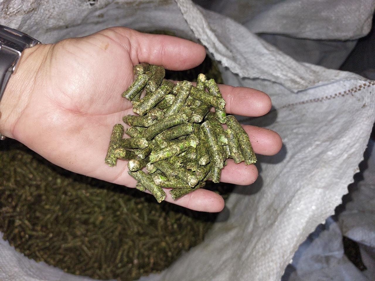 Premium high-density lucerne pellets in hand