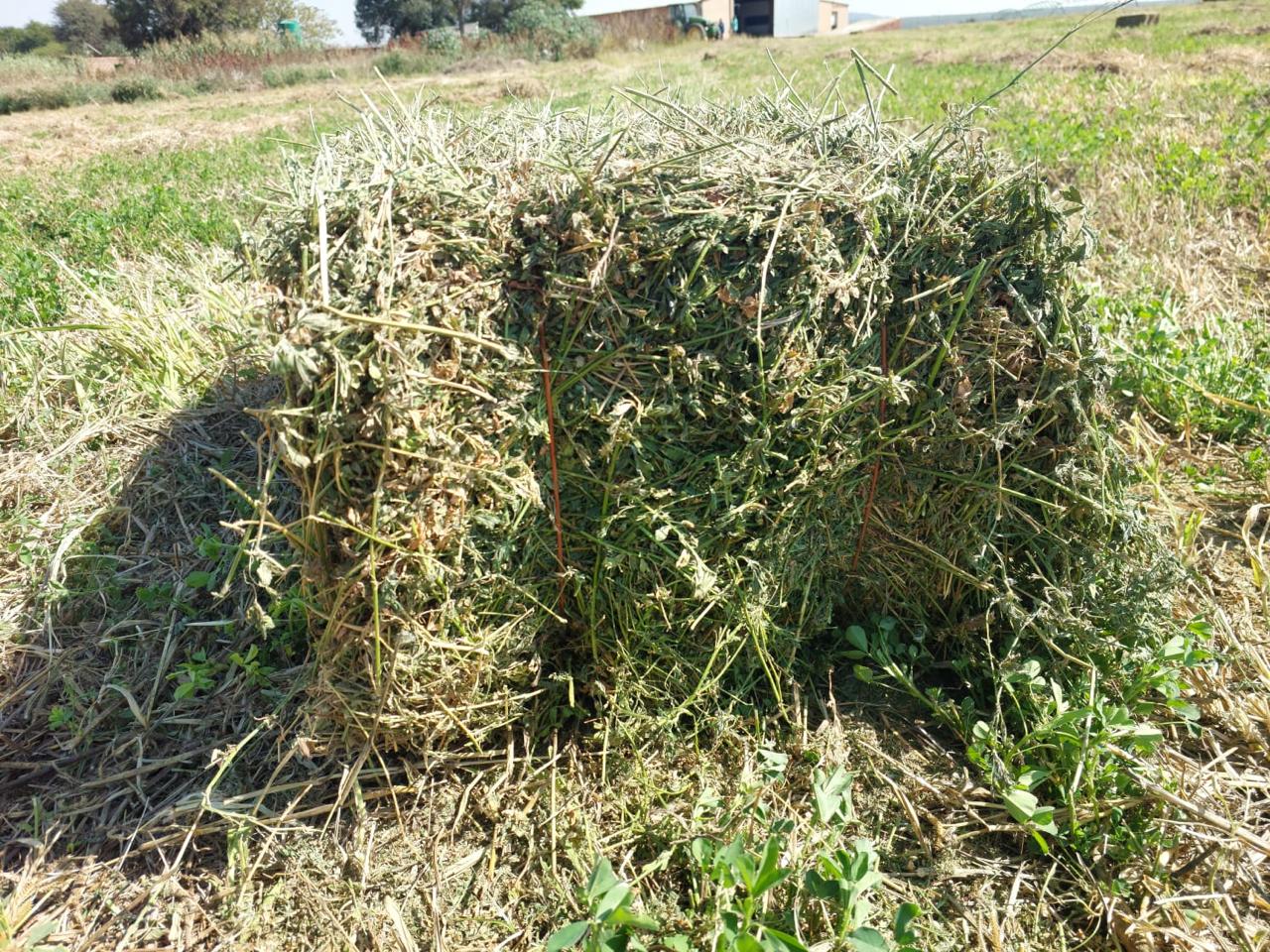 Freshly baled lucerne