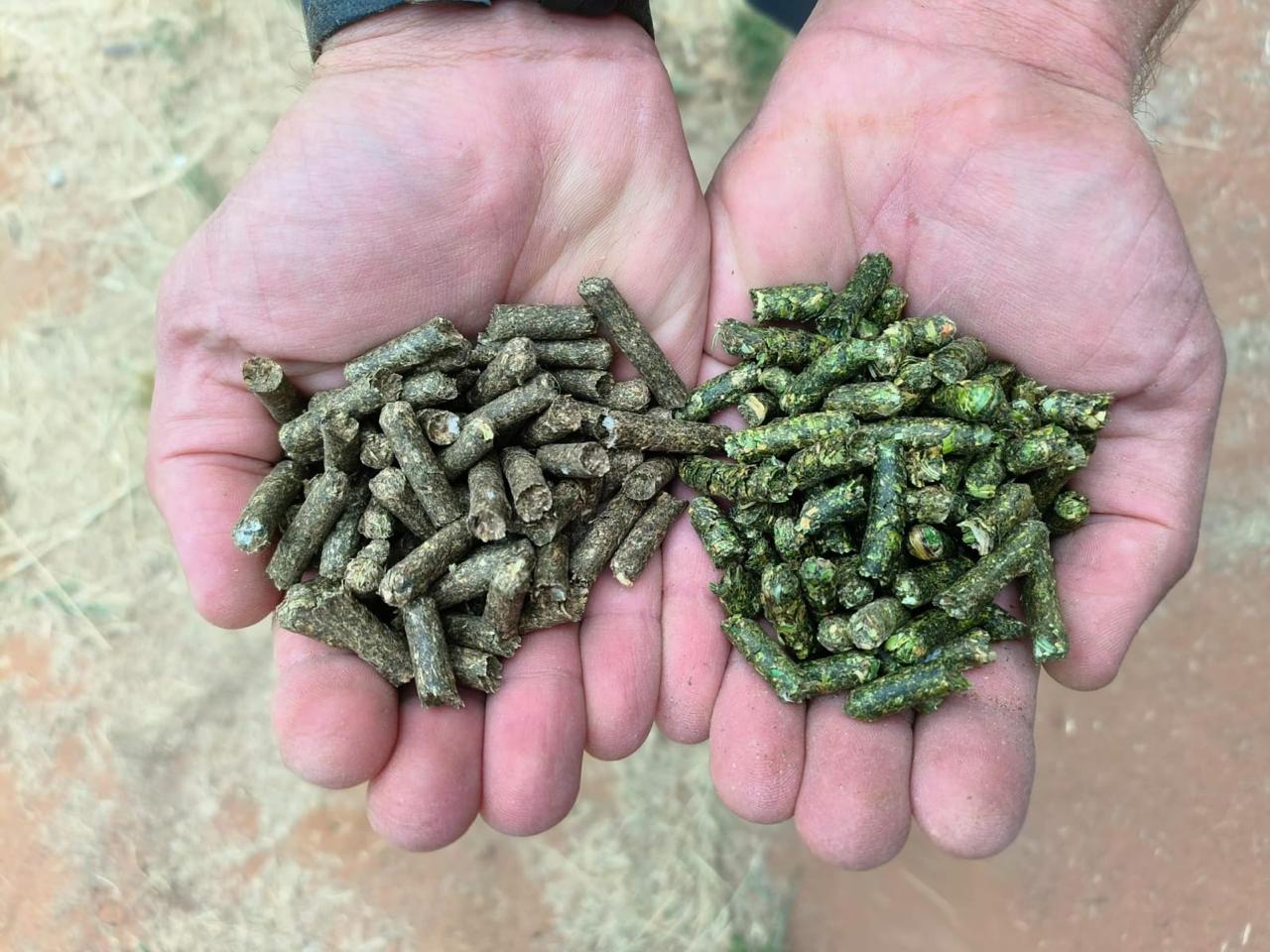 Two grades of lucerne pellet compared by hand