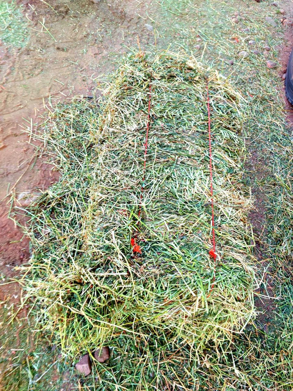 Top view of a lucerne bale showing leaf retention