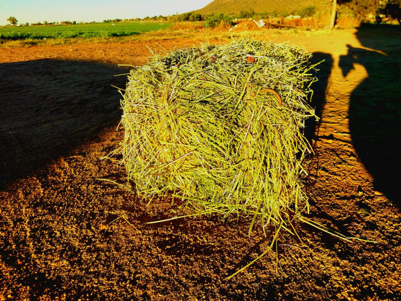 Sun-cured lucerne bale at MarulaFeeds