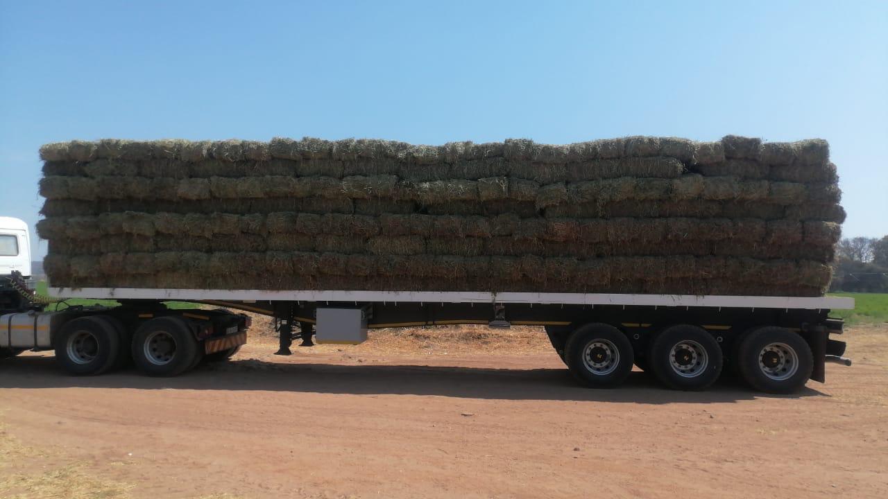 Trailer fully loaded with lucerne bales