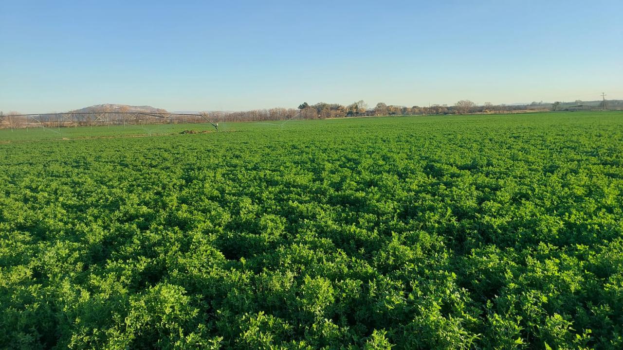 Irrigated lucerne field in Brits