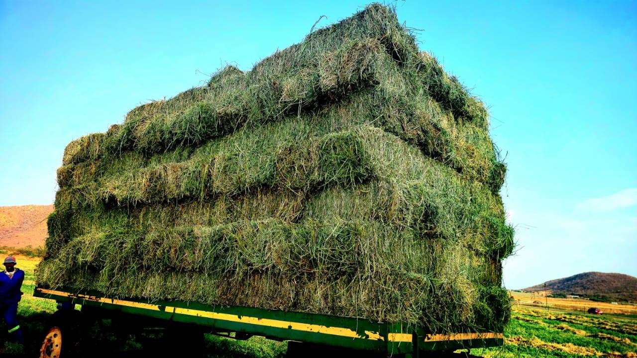 Stack of lucerne bales ready for nationwide delivery