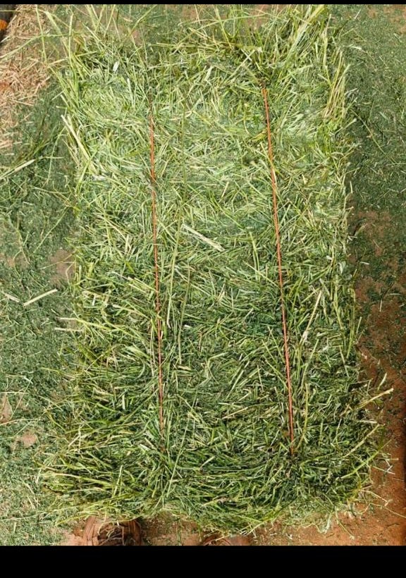 A-grade sun-cured lucerne bale, freshly baled and rich green